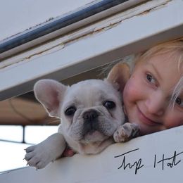 French Bulldog Puppies from Top Hat Ranch