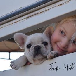 French Bulldog Puppies from Top Hat Ranch