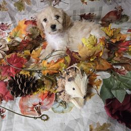 Cream baby boy - Cream male Cavapoo puppy in El Paso, Texas from Far West Texas Oodles of Cavi's & Cavoodles