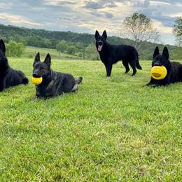 German Shepherd All Grown Up from Haus Heckfeuer