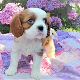 Cavalier King Charles Spaniel Puppies from Pleasant Meadows