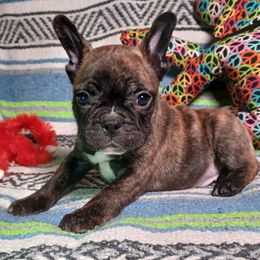 Boudreaux - Brindle and white male French Bulldog puppy in Elberta, Alabama from Old Orchard Farm