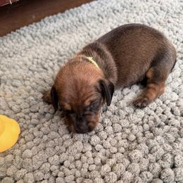 Cupid - Sable male Dachshund puppy in San Tan Valley, Arizona from Short Stack Miniature Dachshunds