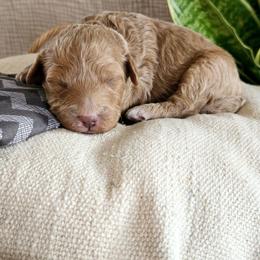Male 2 - Apricot male Goldendoodle puppy in Mohnton, Pennsylvania from Stony Meadow Puppies