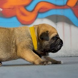 Girl 1 - Red female Bullmastiff puppy in Cedar Creek, Texas from Burns Family Ranch " BFR Bullies"