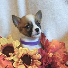 Pembroke Welsh Corgi Puppies from Circle D Corgis