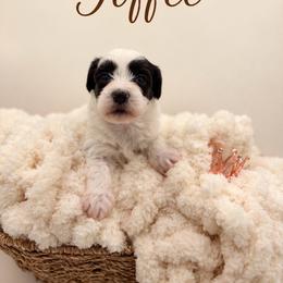 Toffee - Piebald female Morkie puppy in Dallas, Texas from Copper Crown Canines