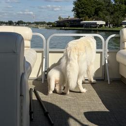 Berger Blanc Suisse Puppies from Nasha Comanda White Swiss Shepherds