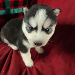 Noelle - Black tan and white female Siberian Husky puppy in Kansas City, Missouri from Anuun's Huskies