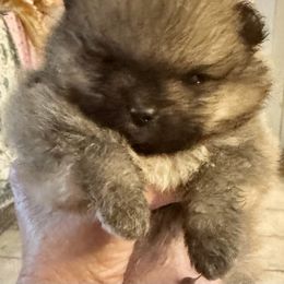 Orange 1 - Orange male Pomeranian puppy in Sacramento, California from M-J’s AKC Breeder of Merit of Show Pomeranians