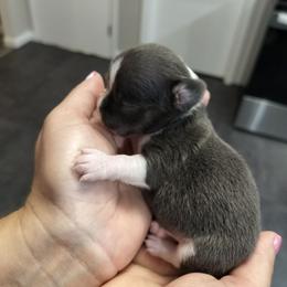 Akc Clover - Blue and white female Chihuahua puppy in Cedarville, Ohio from Evereve Kennels