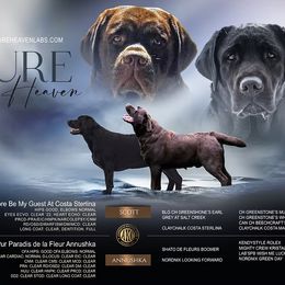 Boy 3 - Chocolate male Labrador Retriever puppy in Camden, Tennessee from Pure Heaven Labs