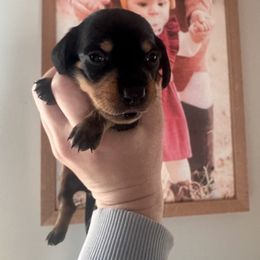 Ziggy- Black and Tan Girl (yellow) - Black and tan female Dachshund puppy in Aragon, Georgia from Daschunds Unlimited