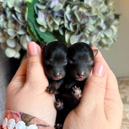 Poodle puppies from MCB Puppies