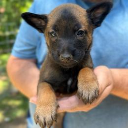 Nala - female Belgian Malinois puppy in Sheridan, Arkansas from Dark Sky Kennels