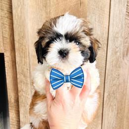 Boy 1 - Sable and white male Shih Tzu puppy in Seguin, Texas from Dolled Up Shih Tzus
