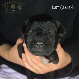 Judy Garland - Black female Miniature Schnauzer puppy in Sedalia, Missouri from Farmer Brown's Puppies