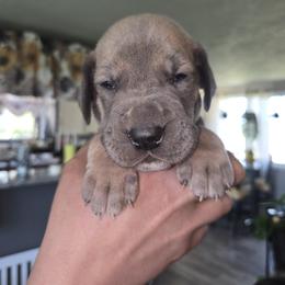 Charm - Blue female Great Dane puppy in Albany, Oregon from Red Cloud Australian Shepherds and DeGray Great Danes & Bulldogs