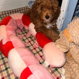 Daisy - Red  female Goldendoodle puppy in Cocoa, Florida from The Beach Doodles