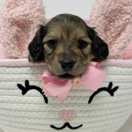 Hope- (Expectation of blessings) - Cream female Dachshund puppy in Murfreesboro, Tennessee from Kimbrie's Dream Cream Doxies