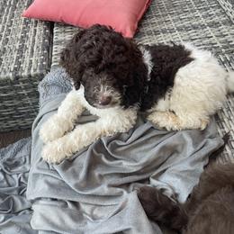 Labradoodle Puppies from CC Labradoodles