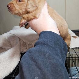 Girl 2 - Cream female Dachshund puppy in Lansing, Michigan from Black Thunder 517 Cane Corso and Dachshunds
