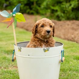 Goldendoodle Puppies from Ellie's Goldendoodles