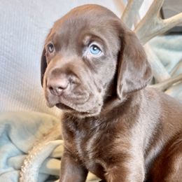 Boy 3 - Labrador Retriever puppy in West Haven, Utah from Idaho BA Labradors
