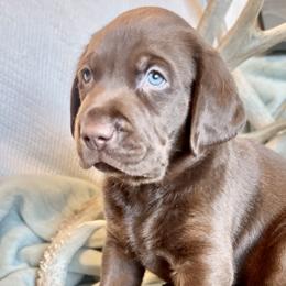Boy 3 - Labrador Retriever puppy in West Haven, Utah from Idaho BA Labradors