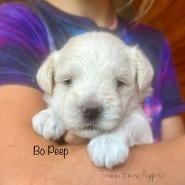 Bo Peep - White female Schnoodle puppy in Sedalia, Missouri from Farmer Brown's Puppies