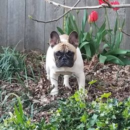 French Bulldogs from Jerri John