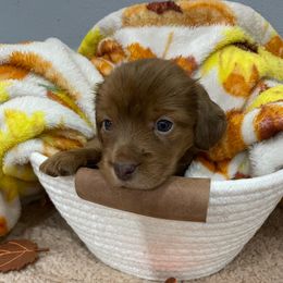Chestnut - Red male Dachshund puppy in Bullard, Texas from Mimidachs of Texas
