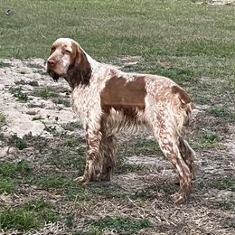 Copper - English Springer Spaniel