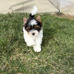 Skyla - Black tan and white female Biewer Terrier puppy in Philipsburg, Pennsylvania from Happy Valley Biewer Terriers