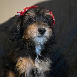 Merry - Phantom Bernedoodle puppy in Houston, Texas from Jomelkin Furry Pals