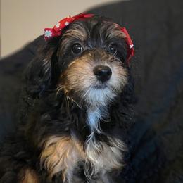 Merry - Phantom Bernedoodle puppy in Houston, Texas from Jomelkin Furry Pals