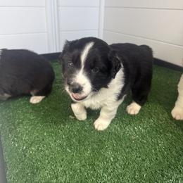 Australian Shepherd Puppies from White Oak Aussies