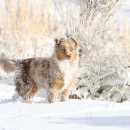 Australian Shepherd, Miniature American Shepherd, Miniature Australian Shepherd, and Toy Australian Shepherd Puppies from Painted Blue Aussies