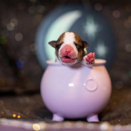 Border Collie, Papillon, Sporty Mix, and Whippet Puppies from Old Hemp Border Collies / Open Horizon Sport Dogs