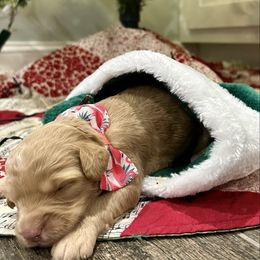 Pooh Bear - Red  male Goldendoodle puppy in Camden, North Carolina from Oopsie Doodles of NC