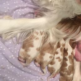 Cavalier King Charles Spaniel Puppies from OnTheMark