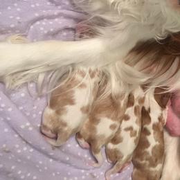 Cavalier King Charles Spaniel Puppies from OnTheMark