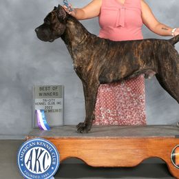 Ku - Cane Corso