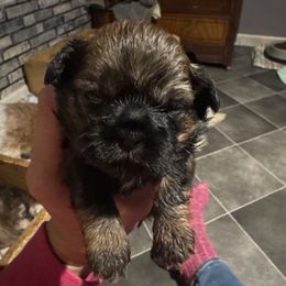 Girl 2 - Brindle female Shih Tzu puppy in Hustontown, Pennsylvania from Everts Ranch ShihTzu’s
