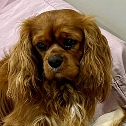 Ceaser - Cavalier King Charles Spaniel