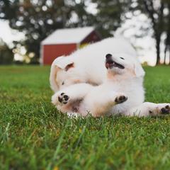 Border Collie, Bordoodle, and Maremma Sheepdog Puppies from 2J 2K Border Collies