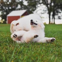 Border Collie, Bordoodle, and Maremma Sheepdog Puppies from 2J 2K Border Collies