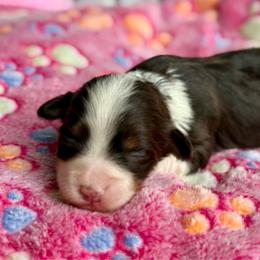 Felicia - Chocolate female Havanese puppy in Wappapello, Missouri from Titanium Havanese LLC