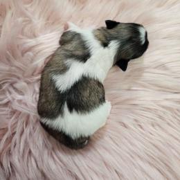 Bailey's Girl - White female Pekingese puppy in Maurice, Louisiana from Stephanie's Bayou Pekingese