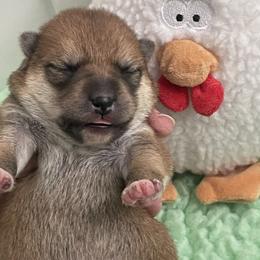 Peter - Red male Shiba Inu puppy in Milton, Florida from Moonlight Shibas